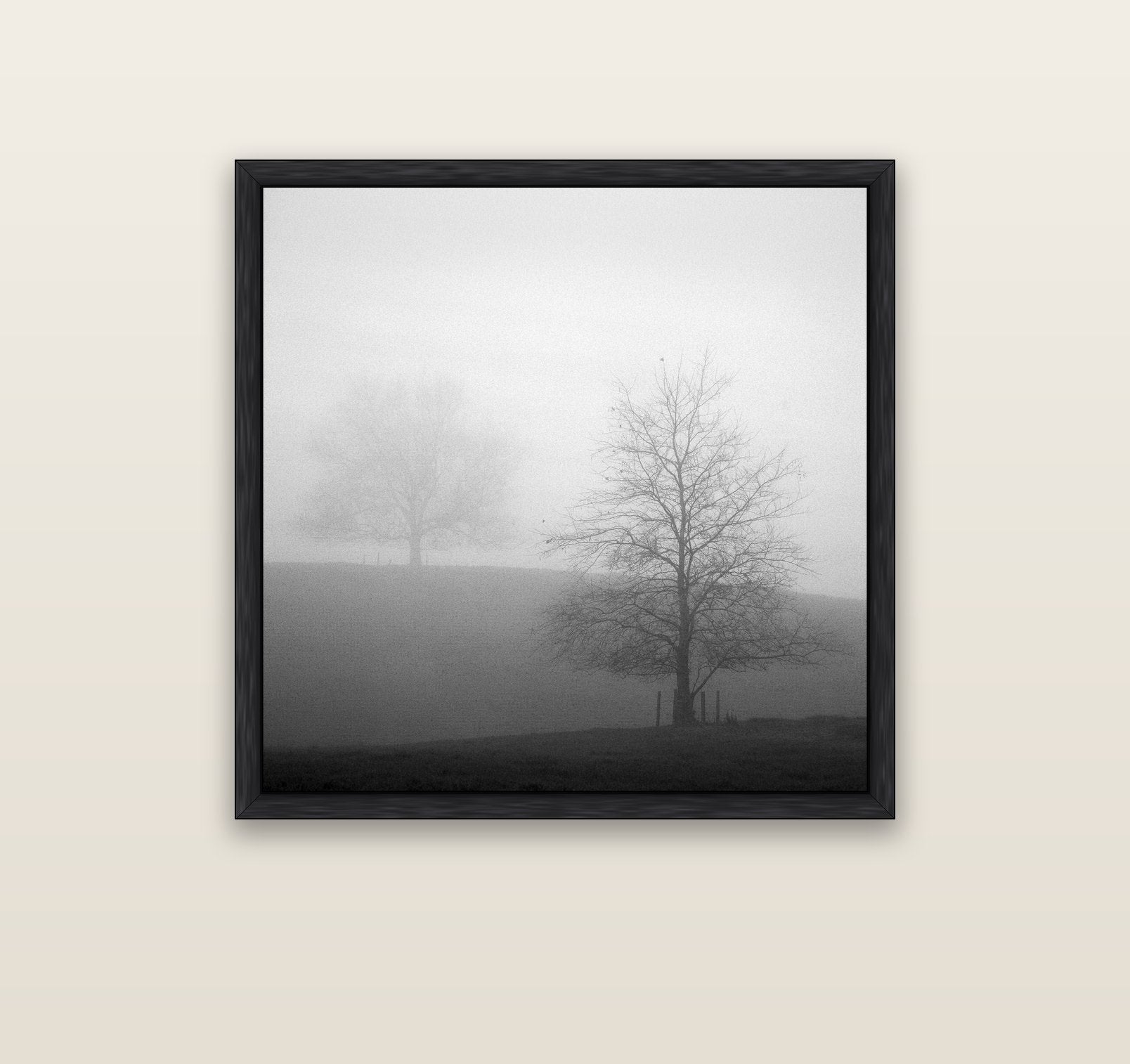 Misty Encounter, Waikato — black float frame canvas, 91 × 91 cm. New Zealand fine art landscape wall art by Stephen Milner.