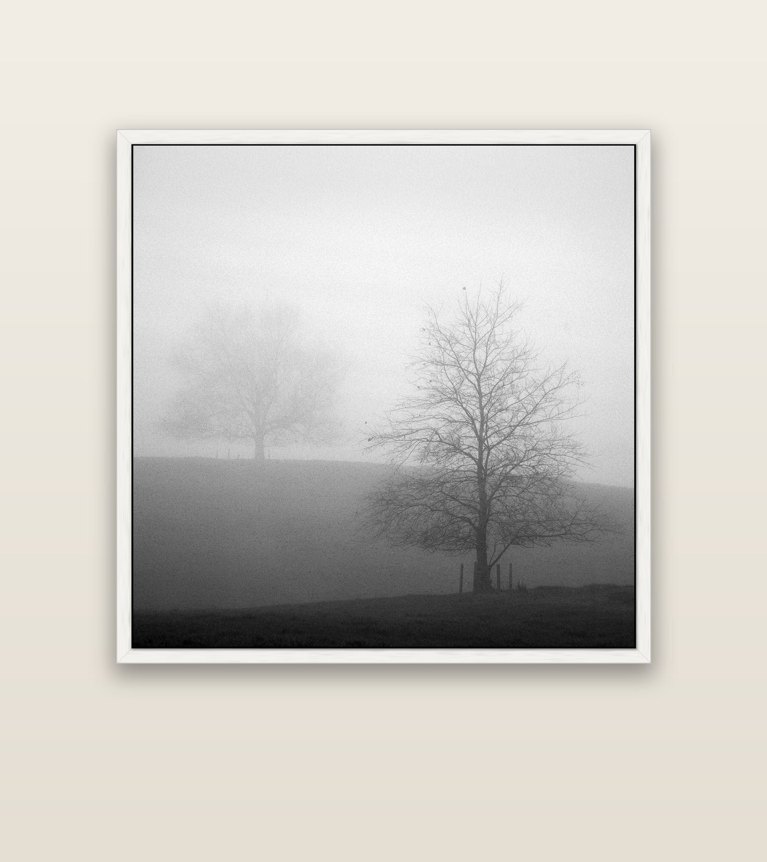 Misty Encounter, Waikato — white float frame canvas, 127 × 127 cm. New Zealand fine art landscape wall art by Stephen Milner.