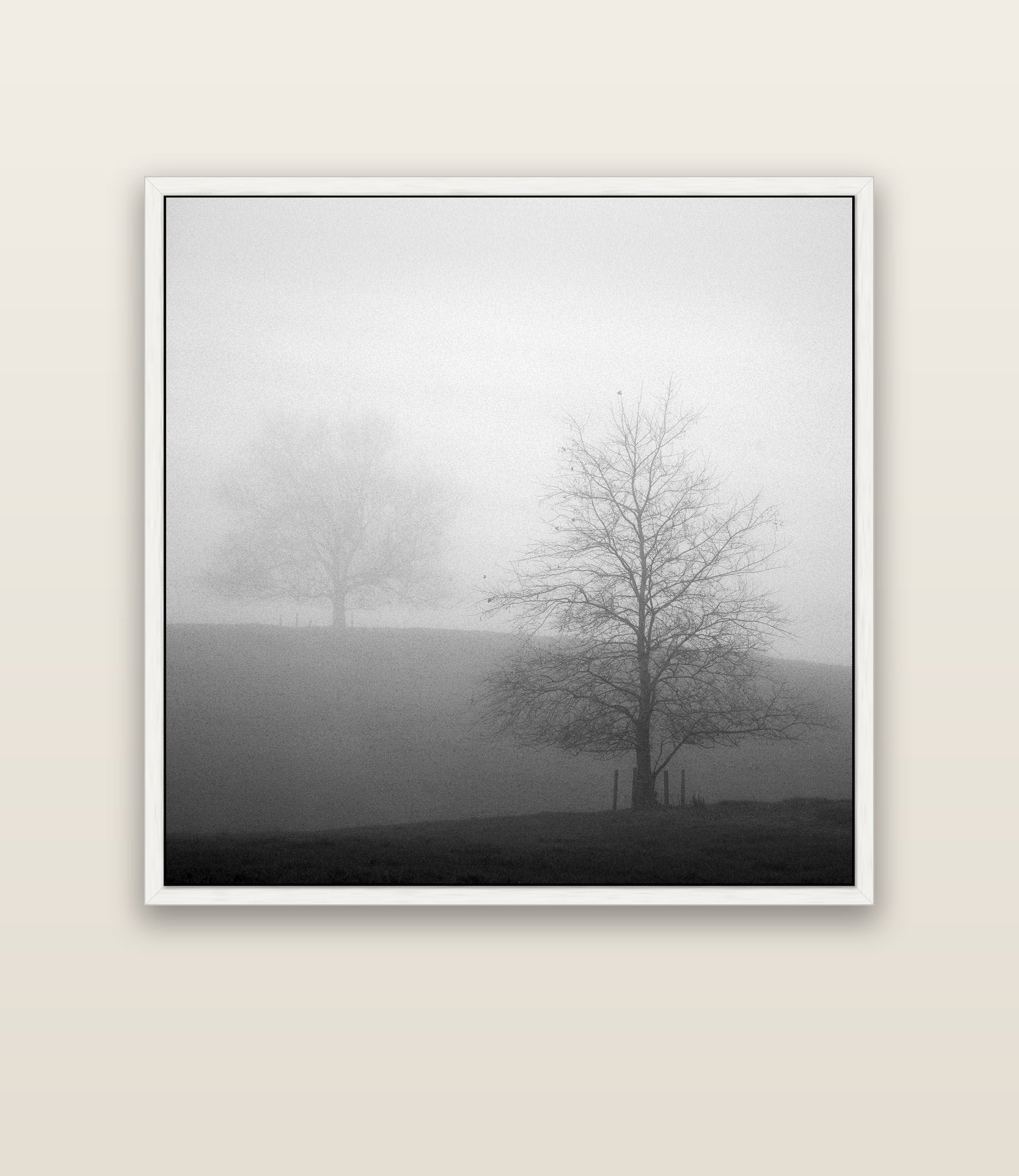 Misty Encounter, Waikato — white float frame canvas, 133 × 133 cm. New Zealand fine art landscape wall art by Stephen Milner.