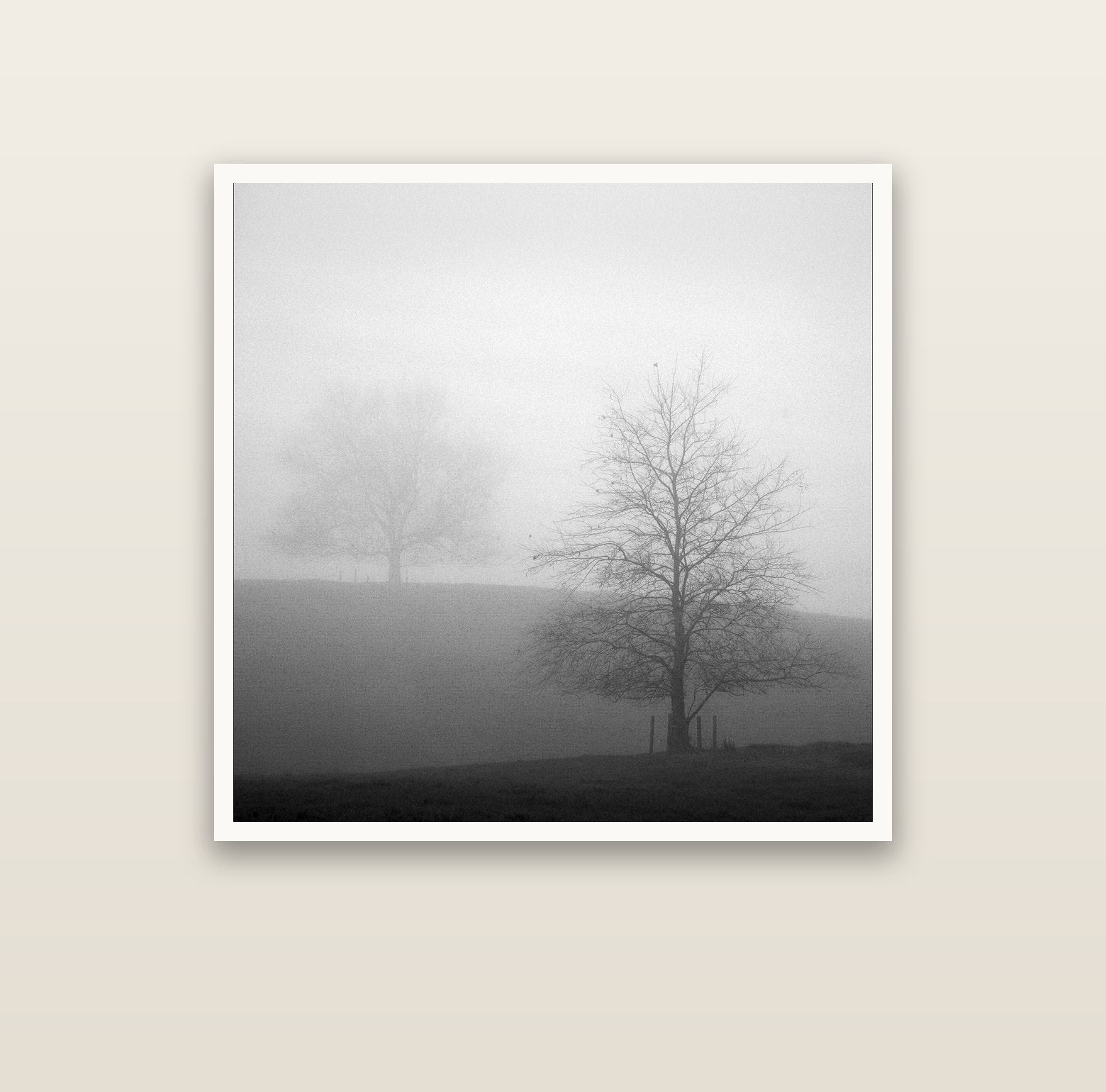 Misty Encounter, Waikato — Hahnemühle fine art print, 100 × 100 cm. New Zealand fine art landscape photography by Stephen Milner.
