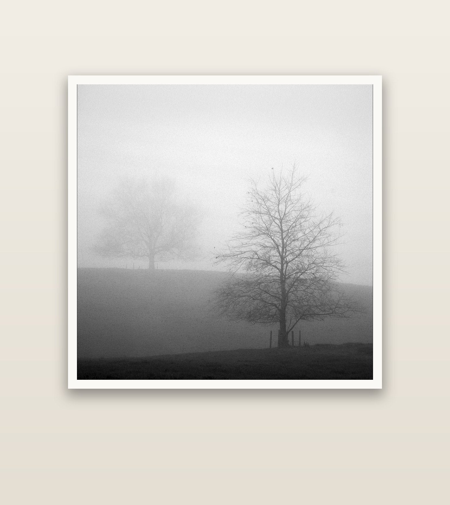 Misty Encounter, Waikato — Hahnemühle fine art print, 127 × 127 cm. New Zealand fine art landscape photography by Stephen Milner.