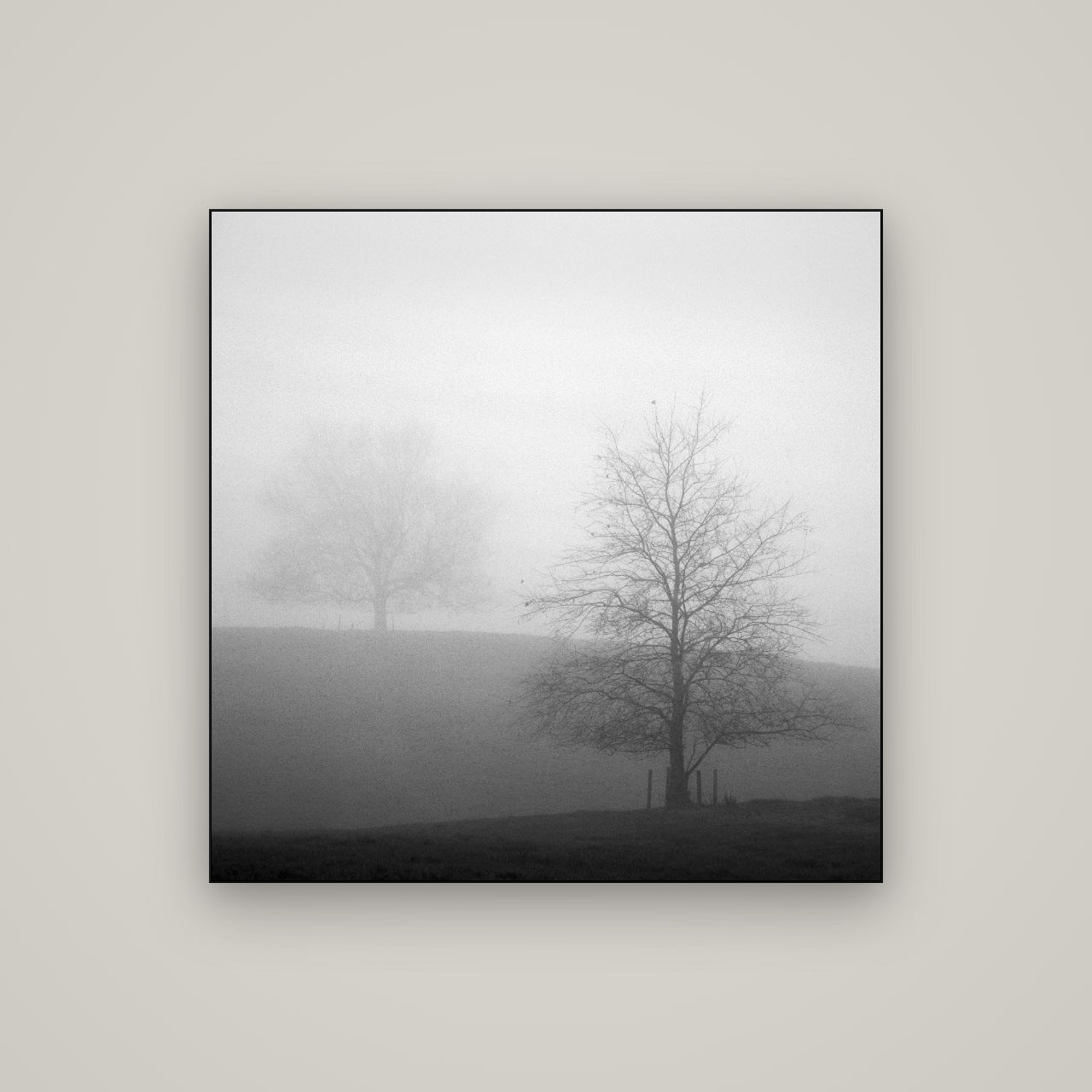 Misty Encounter, Waikato — Slimline Black, 100×100 cm. New Zealand fine art wall art by Stephen Milner.