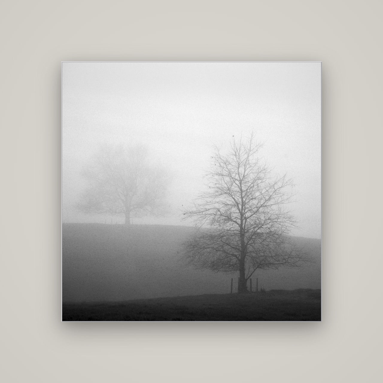 Misty Encounter, Waikato — Slimline Silver, 120×120 cm. New Zealand fine art wall art by Stephen Milner.