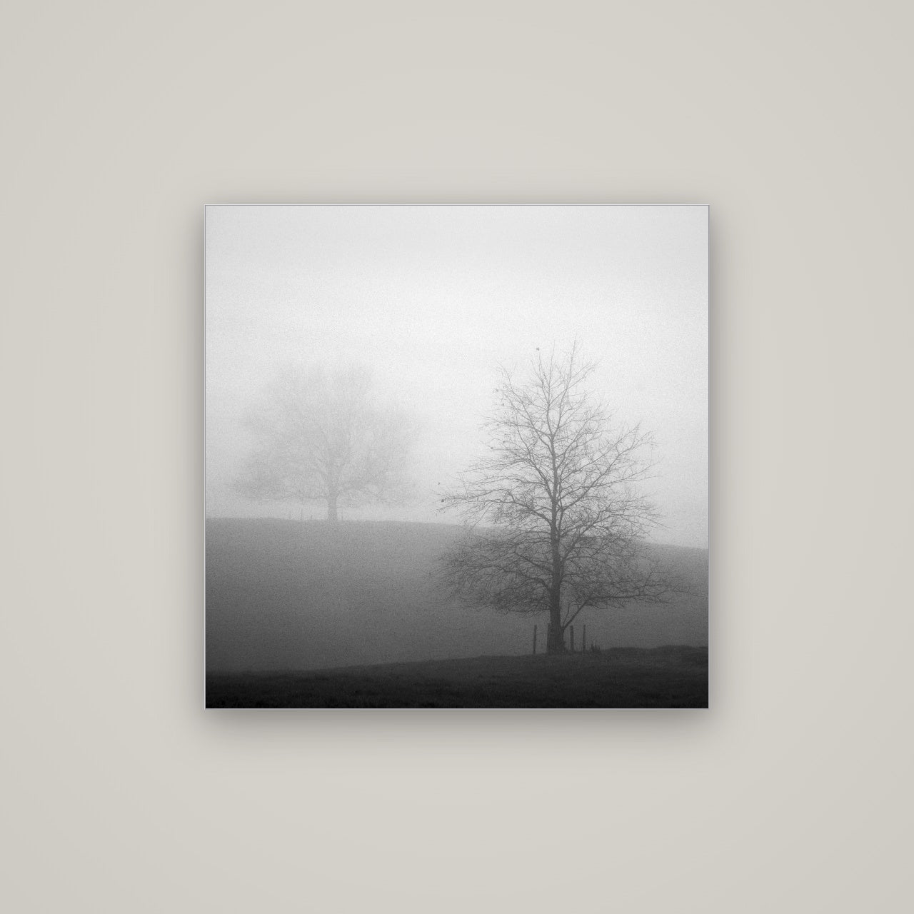 Misty Encounter, Waikato — Slimline Silver, 80×80 cm. New Zealand fine art wall art by Stephen Milner.