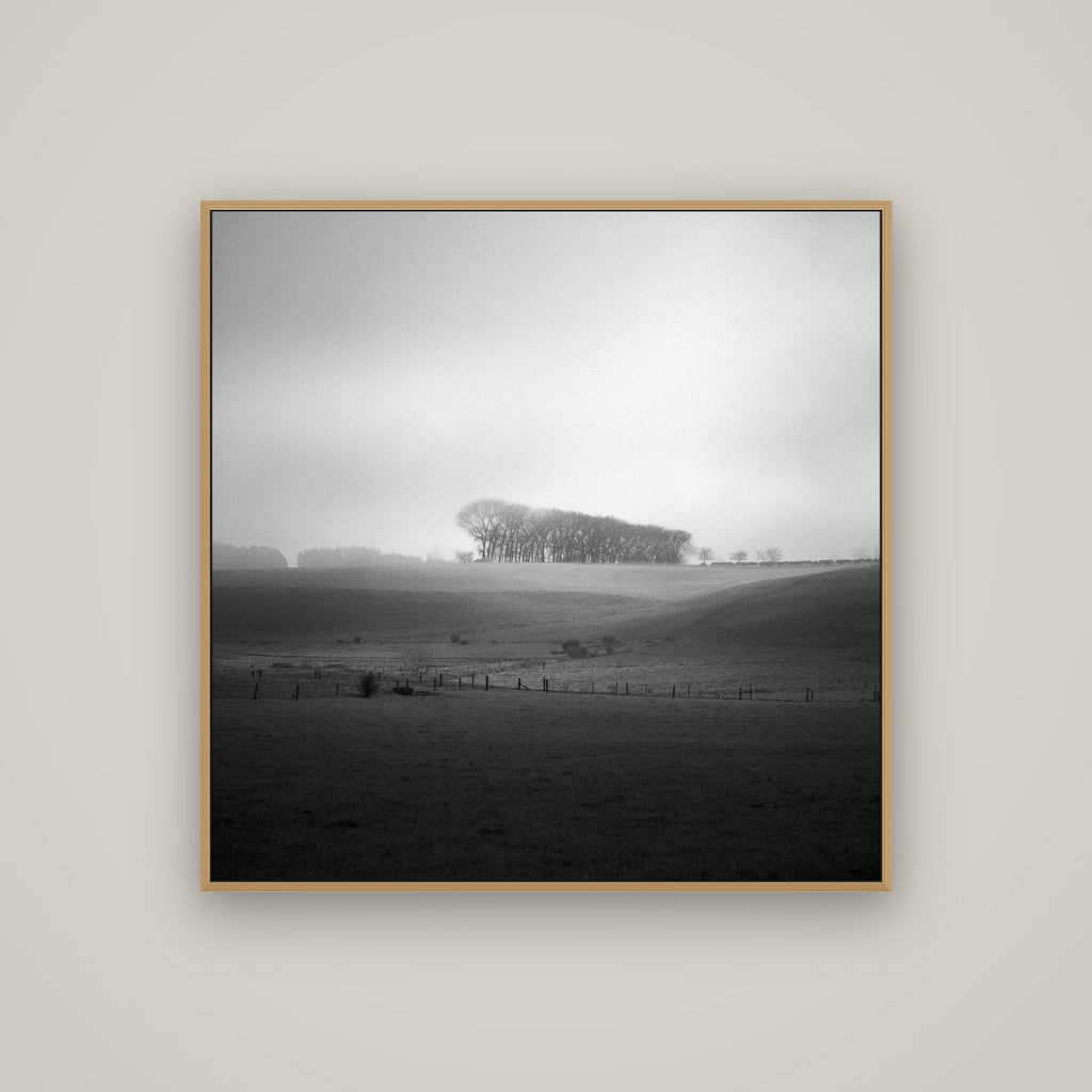 Misty Horizon, Waikato, Basel Natural Oak, 100×100 cm. New Zealand fine art wall art by Stephen Milner.
