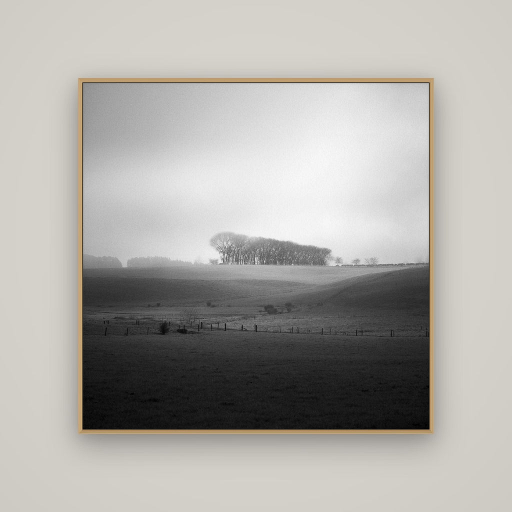 Misty Horizon, Waikato, Basel Natural Oak, 120×120 cm. New Zealand fine art wall art by Stephen Milner.