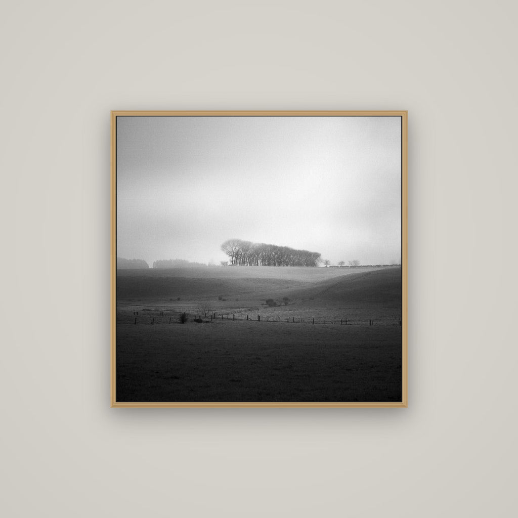 Misty Horizon, Waikato, Basel Natural Oak, 80×80 cm. New Zealand fine art wall art by Stephen Milner.