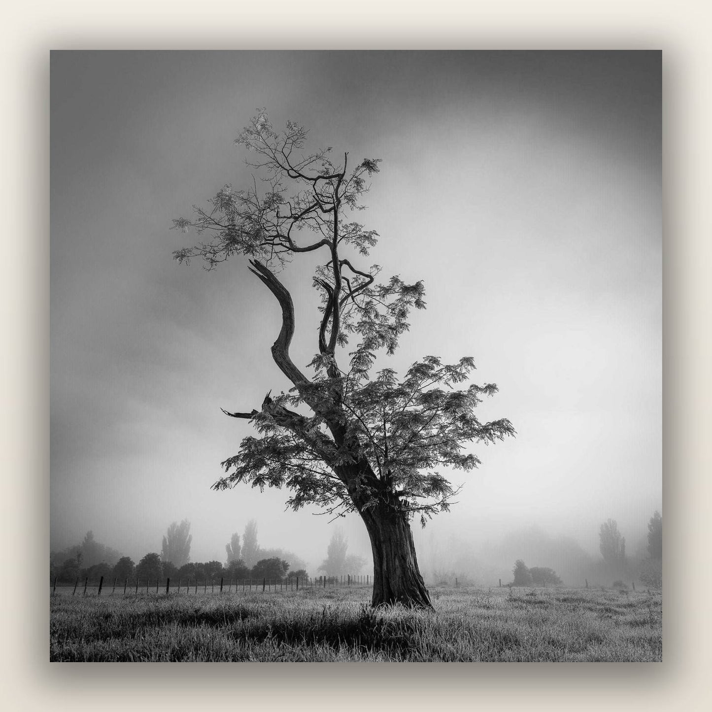 Misty Sentinel, Waikato — frameless acrylic glass print. New Zealand fine art landscape photography by Stephen Milner.