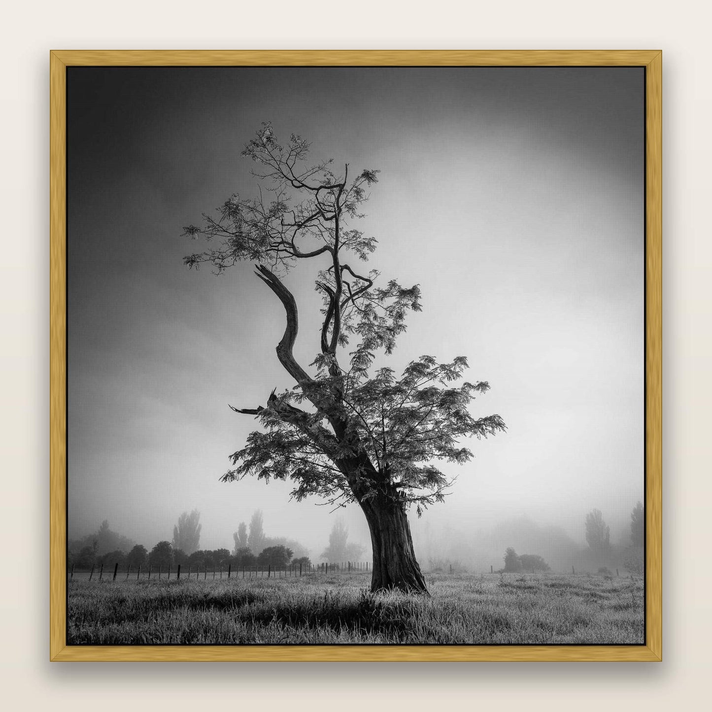 Misty Sentinel, Waikato — framed metallic canvas print, Antique Gold frame. New Zealand fine art landscape wall art by Stephen Milner.
