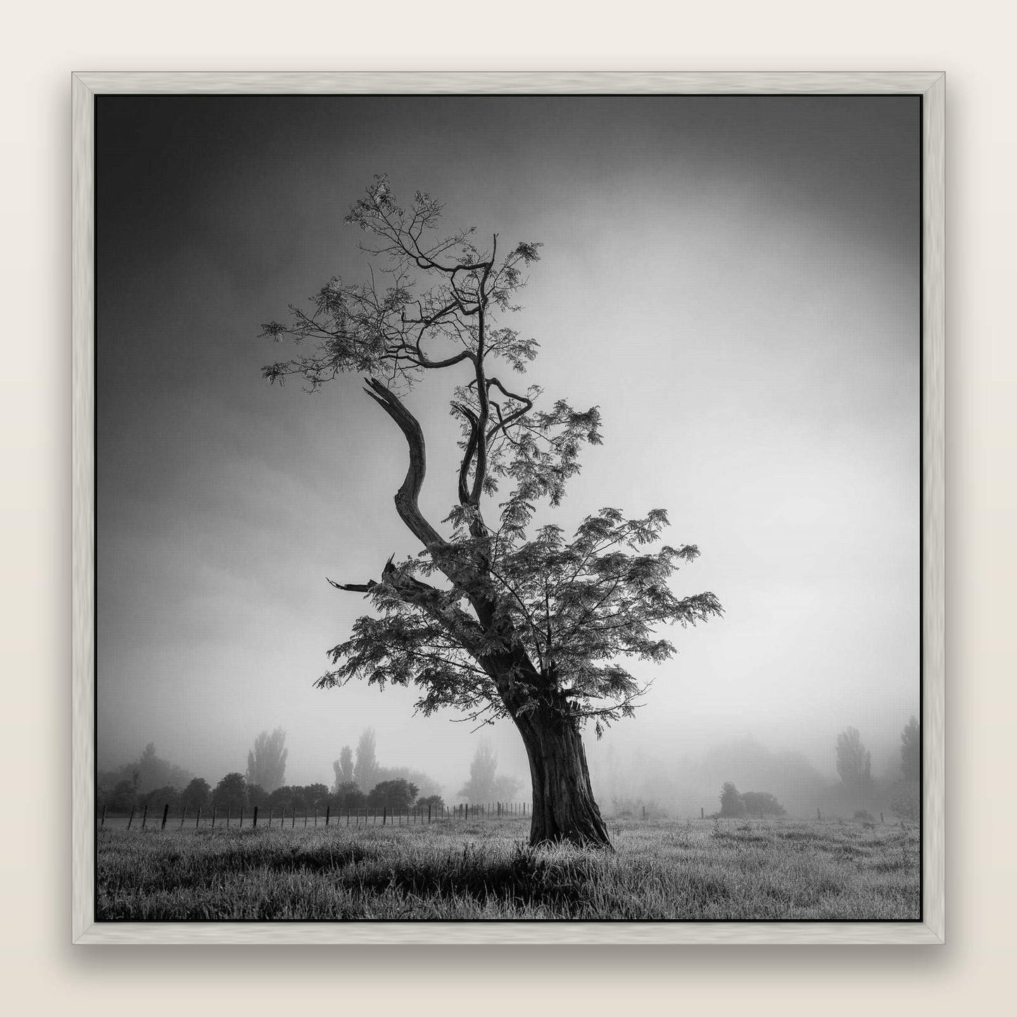 Misty Sentinel, Waikato — framed metallic canvas print, Antique Silver frame. New Zealand fine art landscape wall art by Stephen Milner.