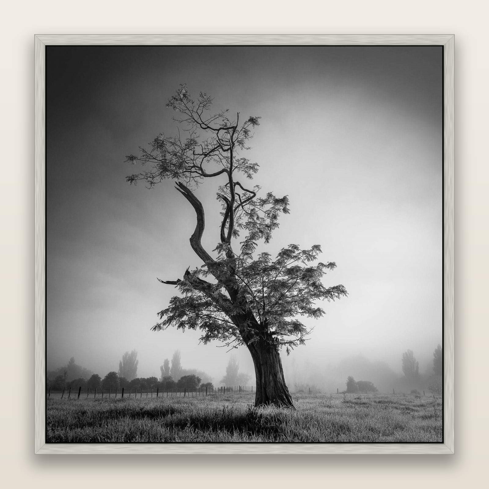 Misty Sentinel, Waikato — framed metallic canvas print, Antique Silver frame. New Zealand fine art landscape wall art by Stephen Milner.