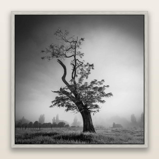 Misty Sentinel, Waikato — framed metallic canvas print, Antique Silver frame. New Zealand fine art landscape wall art by Stephen Milner.
