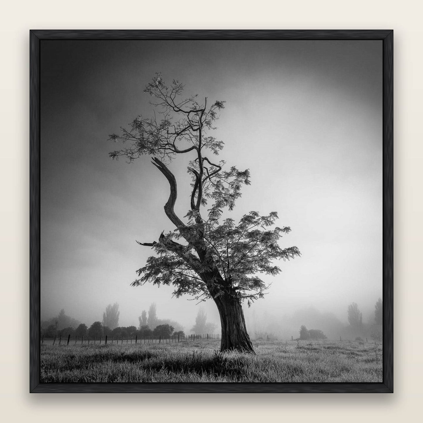 Misty Sentinel, Waikato — framed metallic canvas print, Black frame. New Zealand fine art landscape wall art by Stephen Milner.