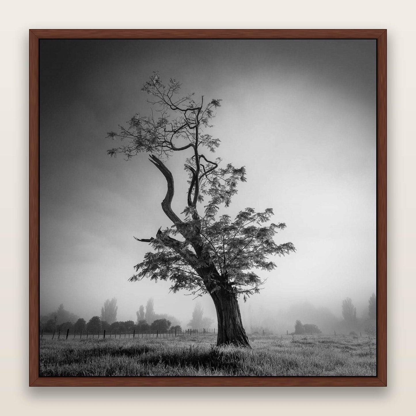 Misty Sentinel, Waikato — framed metallic canvas print, Brown frame. New Zealand fine art landscape wall art by Stephen Milner.