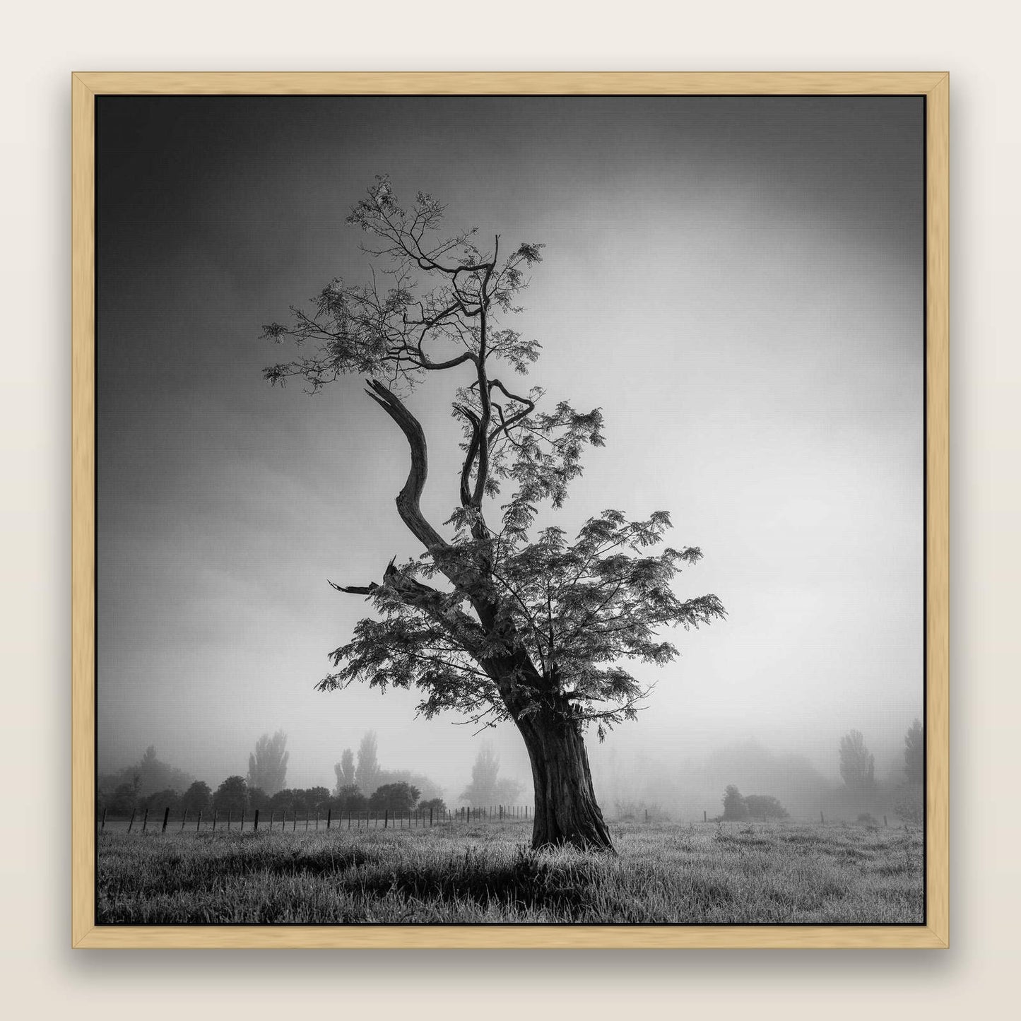 Misty Sentinel, Waikato — framed metallic canvas print, Natural frame. New Zealand fine art landscape wall art by Stephen Milner.