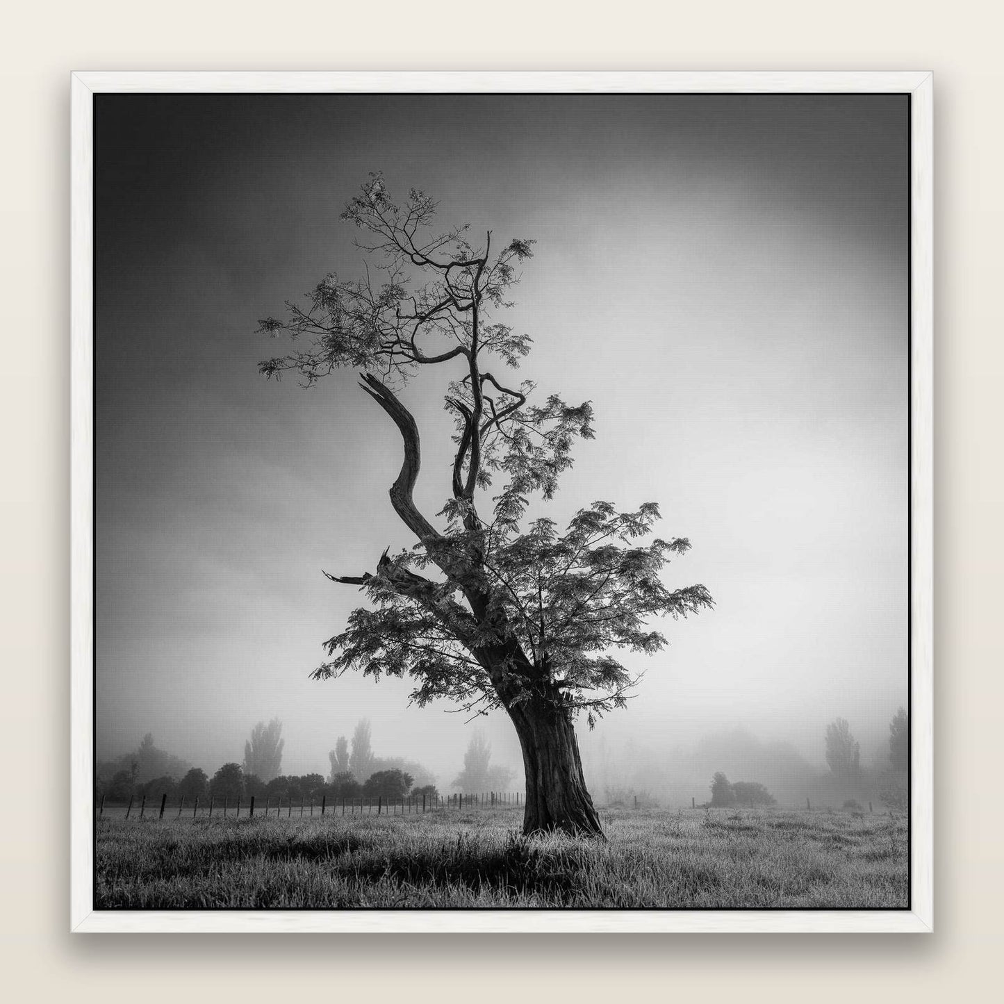 Misty Sentinel, Waikato — framed metallic canvas print, White frame. New Zealand fine art landscape wall art by Stephen Milner.