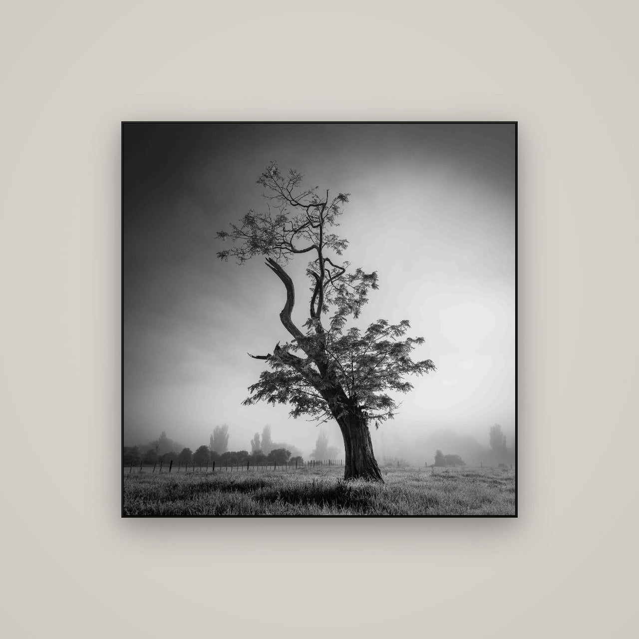 Misty Sentinel, Waikato — ArtBox Black, 100×100 cm. New Zealand fine art wall art by Stephen Milner.