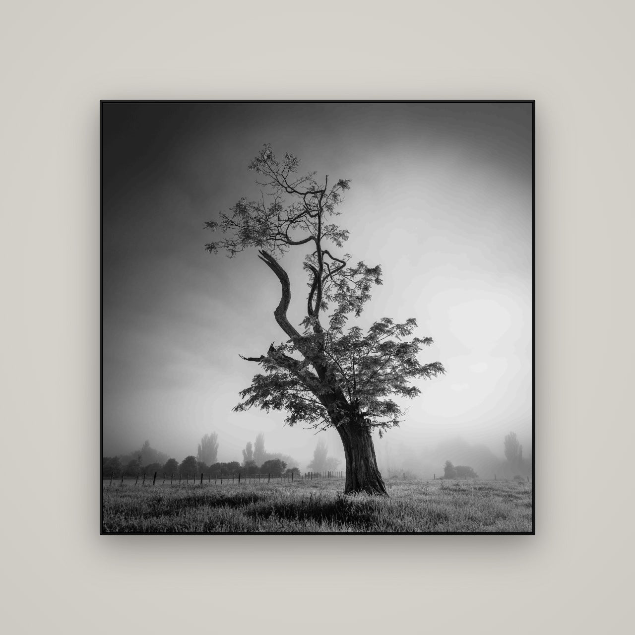 Misty Sentinel, Waikato — ArtBox Black, 120×120 cm. New Zealand fine art wall art by Stephen Milner.