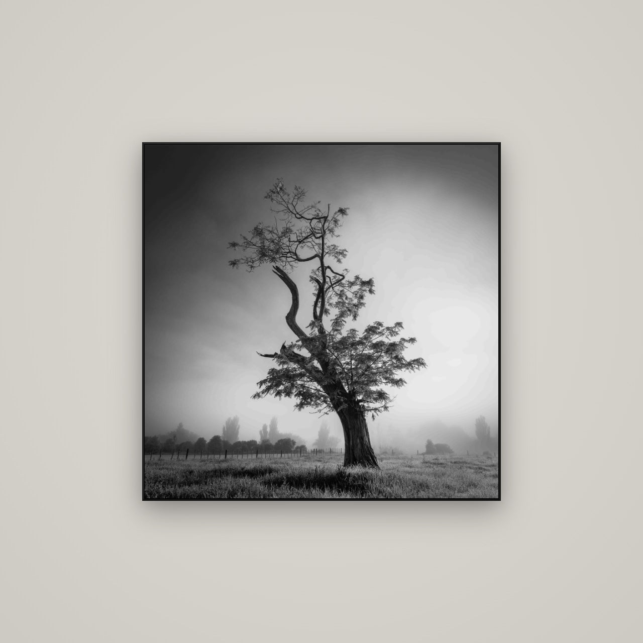 Misty Sentinel, Waikato — ArtBox Black, 80×80 cm. New Zealand fine art wall art by Stephen Milner.