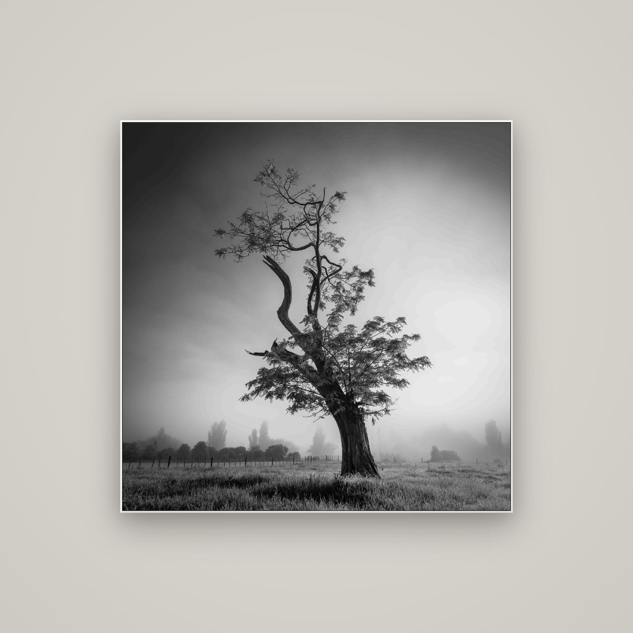 Misty Sentinel, Waikato — ArtBox White, 100×100 cm. New Zealand fine art wall art by Stephen Milner.