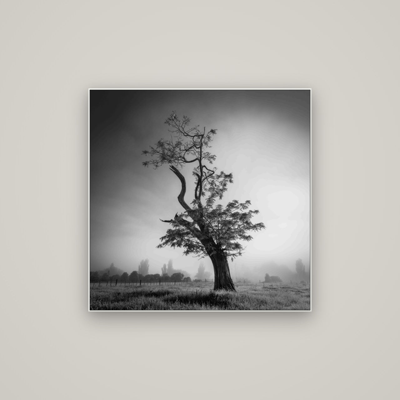 Misty Sentinel, Waikato — ArtBox White, 80×80 cm. New Zealand fine art wall art by Stephen Milner.