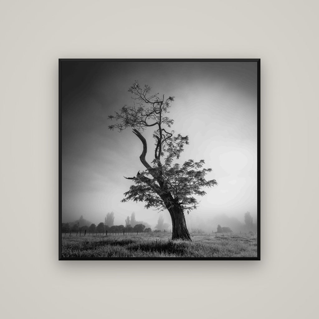 Misty Sentinel, Waikato — Basel Black Matte, 100×100 cm. New Zealand fine art wall art by Stephen Milner.