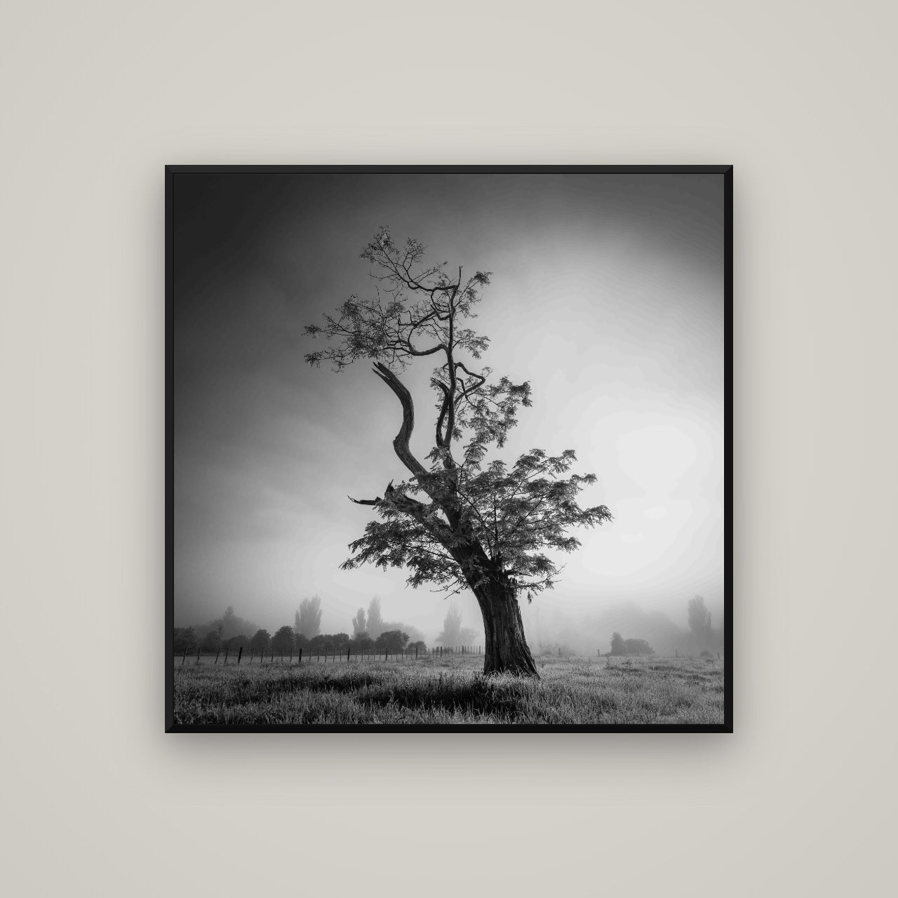 Misty Sentinel, Waikato — Basel Black, 100×100 cm. New Zealand fine art wall art by Stephen Milner.