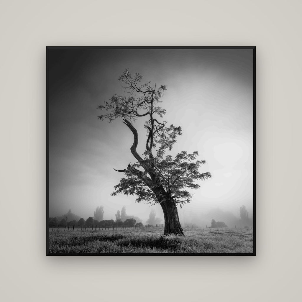 Misty Sentinel, Waikato — Basel Black Matte, 120×120 cm. New Zealand fine art wall art by Stephen Milner.
