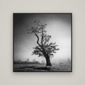 Misty Sentinel, Waikato — Basel Black, 120×120 cm. New Zealand fine art wall art by Stephen Milner.