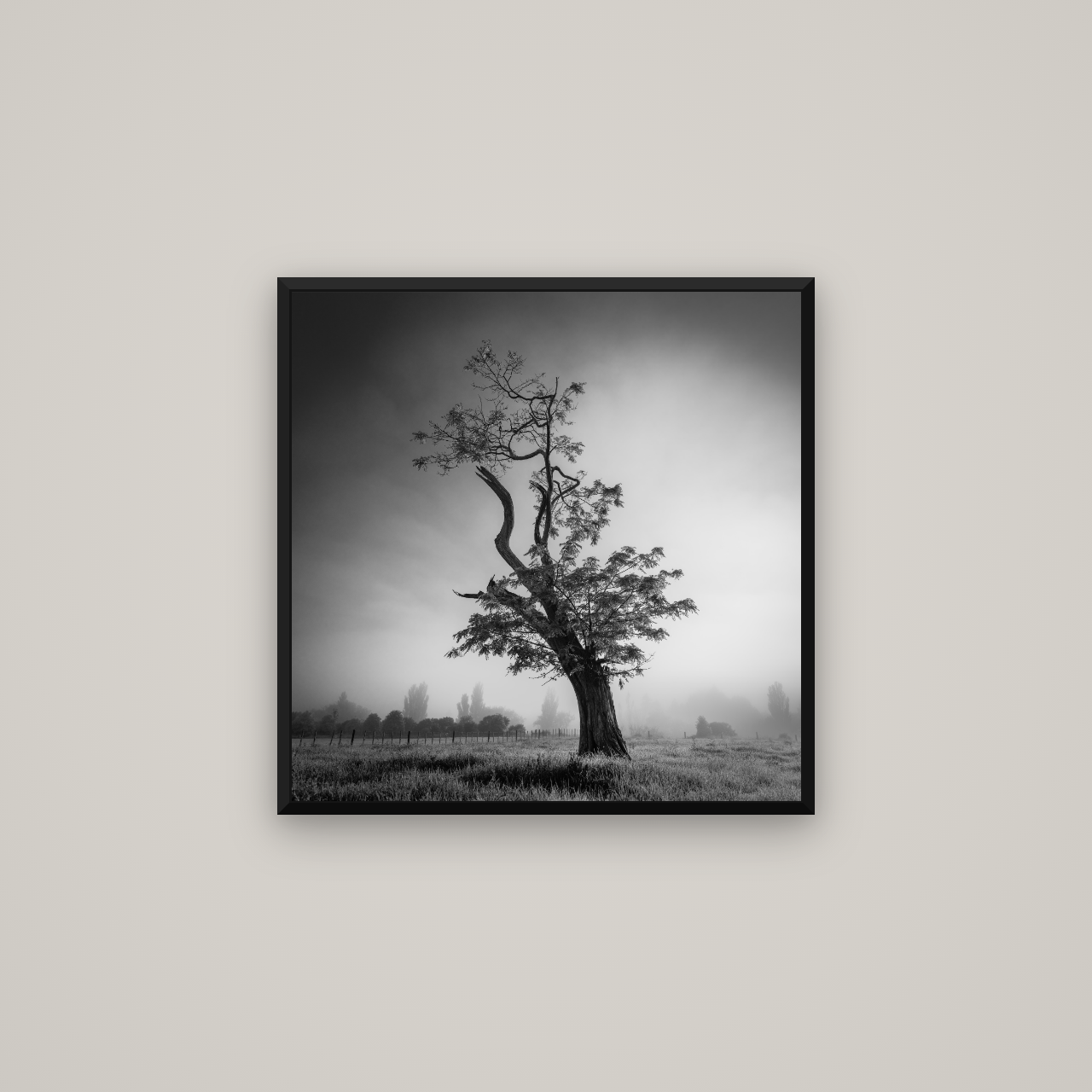 Misty Sentinel, Waikato — Basel Black Matte, 60×60 cm. New Zealand fine art wall art by Stephen Milner.
