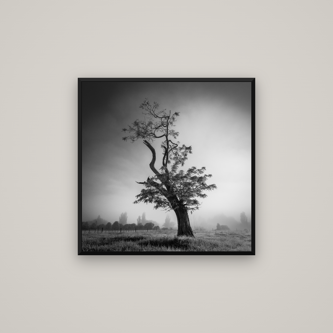 Misty Sentinel, Waikato — Basel Black Matte, 70×70 cm. New Zealand fine art wall art by Stephen Milner.