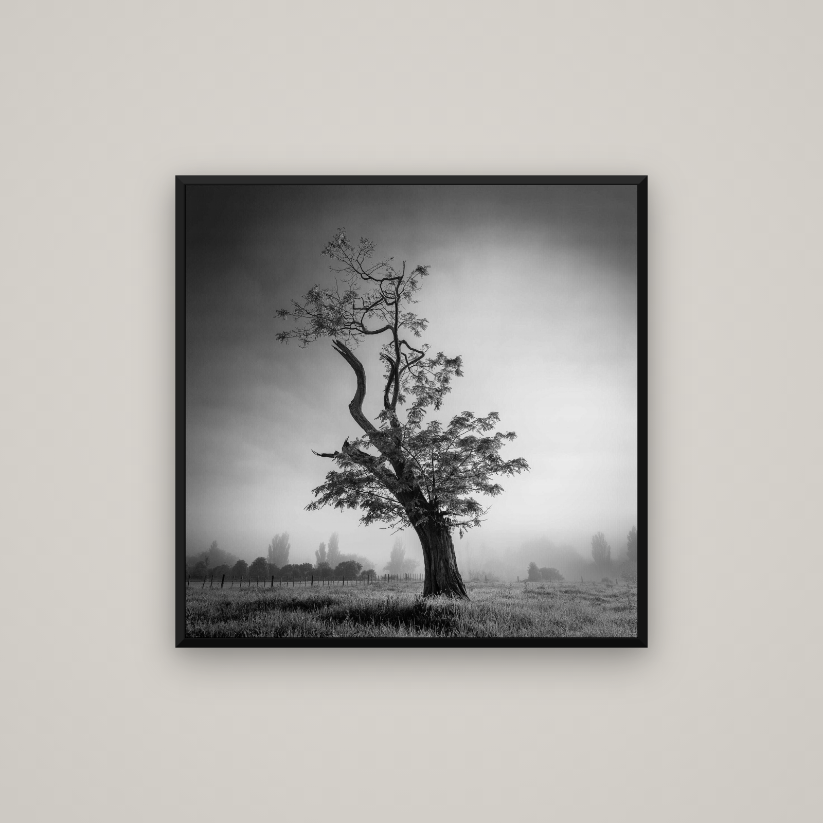 Misty Sentinel, Waikato — Basel Black Matte, 80×80 cm. New Zealand fine art wall art by Stephen Milner.