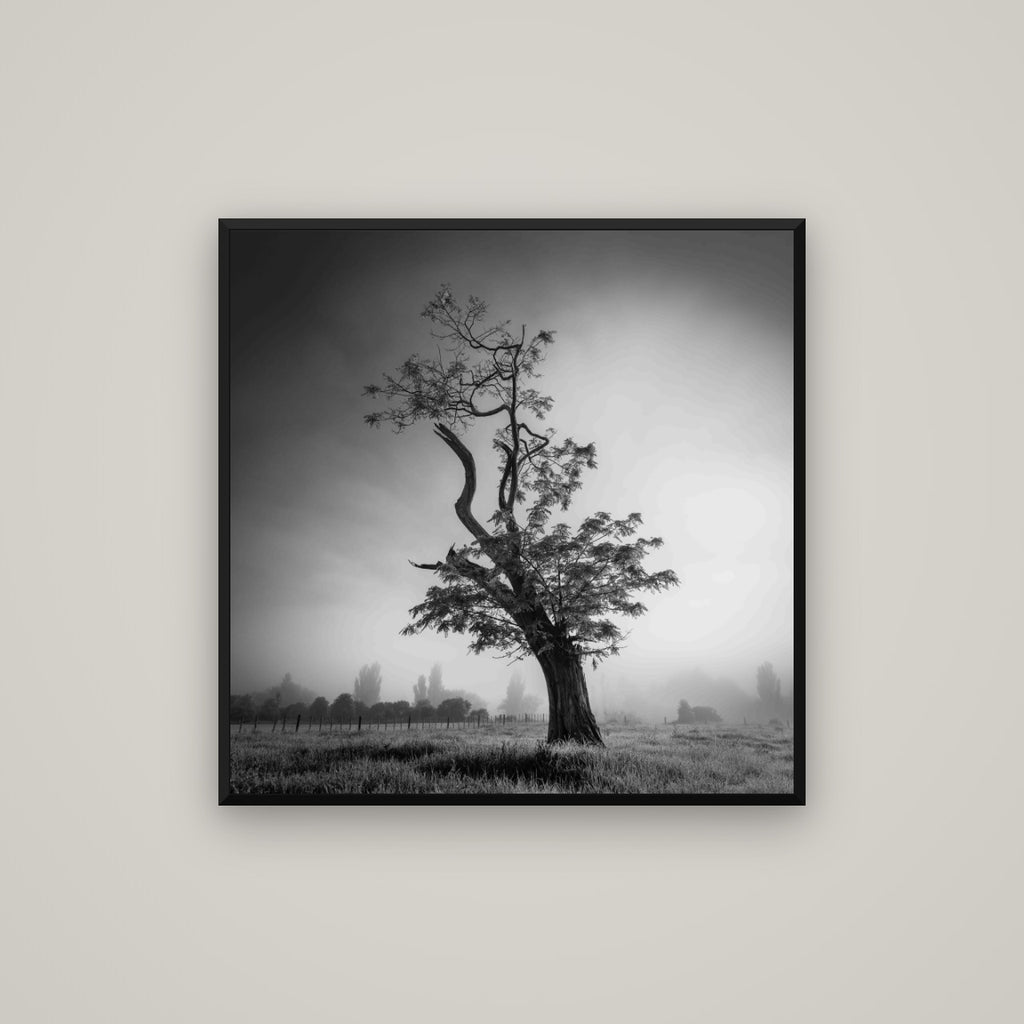 Misty Sentinel, Waikato — Basel Black Matte, 80×80 cm. New Zealand fine art wall art by Stephen Milner.