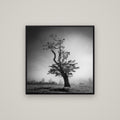 Misty Sentinel, Waikato — Basel Black, 80×80 cm. New Zealand fine art wall art by Stephen Milner.
