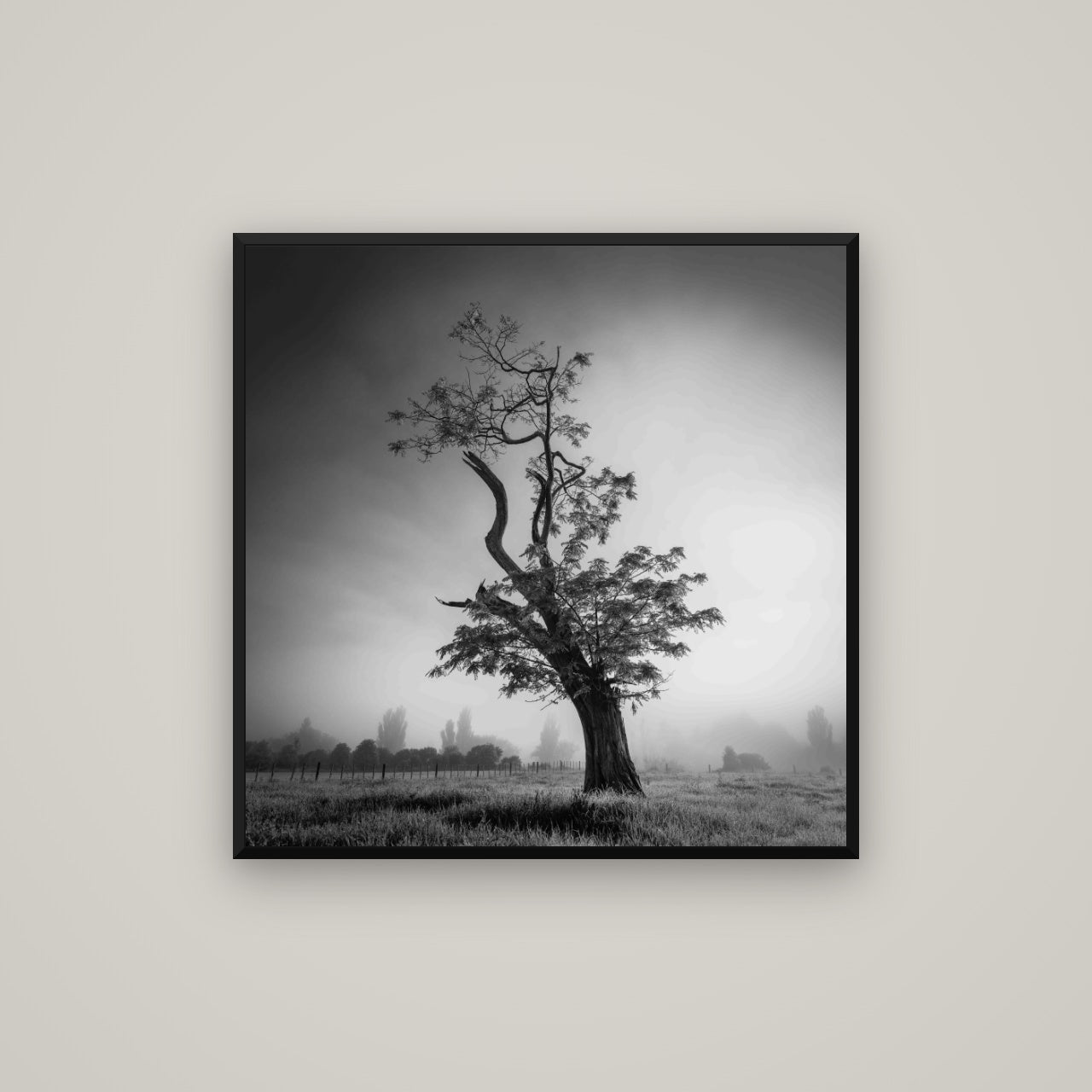 Misty Sentinel, Waikato — Basel Black, 80×80 cm. New Zealand fine art wall art by Stephen Milner.