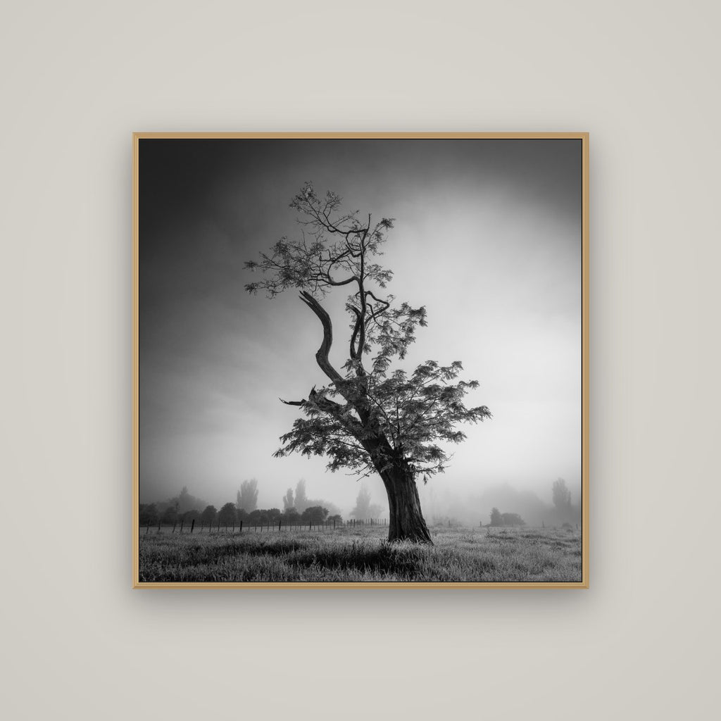 Misty Sentinel, Waikato, Basel Natural Oak, 100×100 cm. New Zealand fine art photograph under matte acrylic glass.