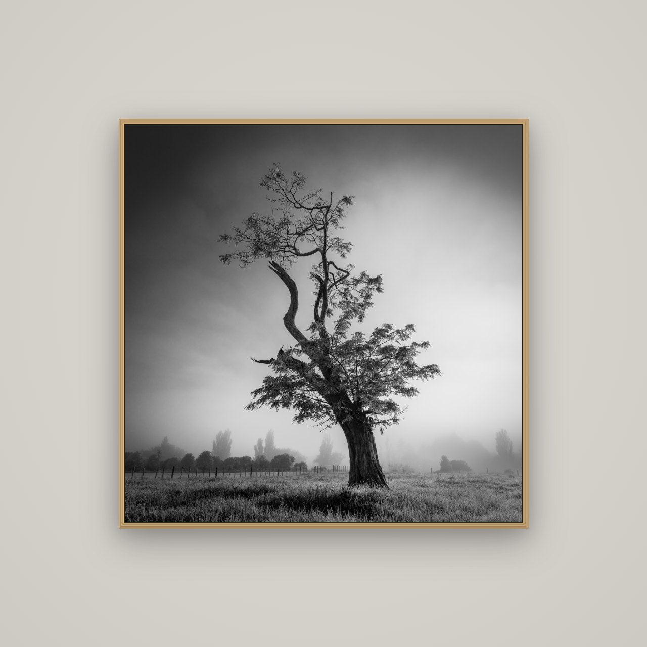 Misty Sentinel, Waikato, Basel Natural Oak, 100×100 cm. New Zealand fine art photograph under matte acrylic glass.