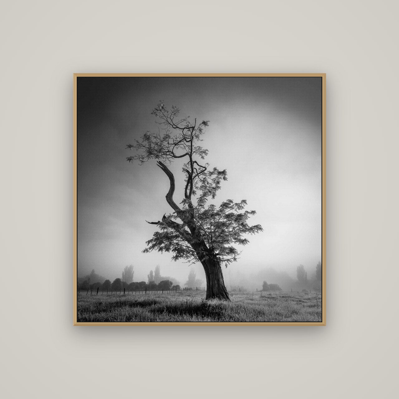 Misty Sentinel, Waikato, Basel Natural Oak, 100×100 cm. New Zealand fine art wall art by Stephen Milner.