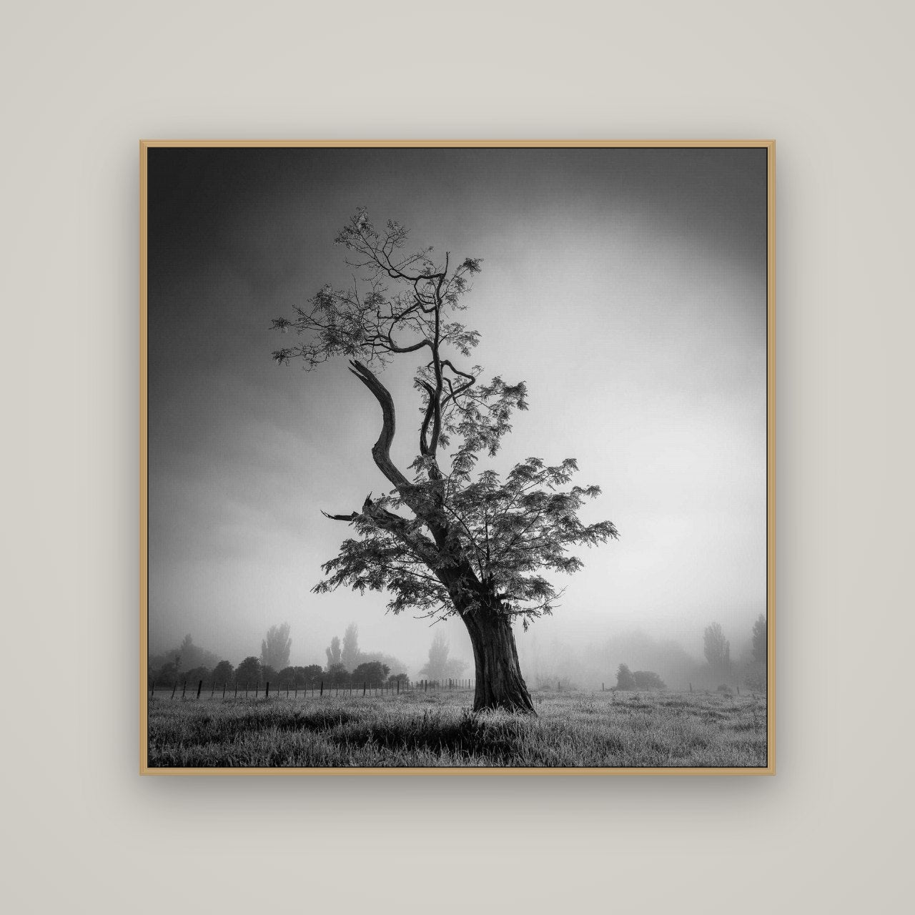 Misty Sentinel, Waikato, Basel Natural Oak, 120×120 cm. New Zealand fine art wall art by Stephen Milner.