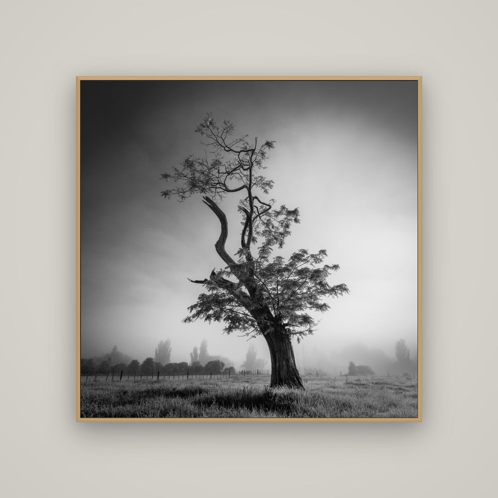 Misty Sentinel, Waikato, Basel Natural Oak, 120×120 cm. New Zealand fine art photograph under matte acrylic glass.