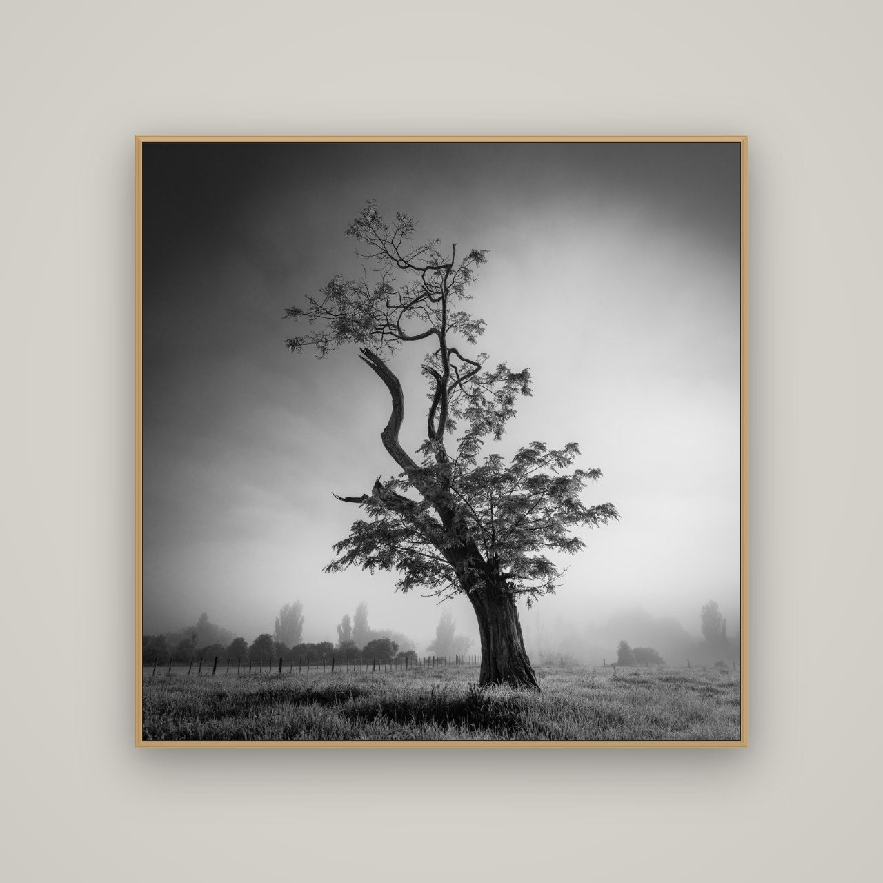 Misty Sentinel, Waikato, Basel Natural Oak, 120×120 cm. New Zealand fine art photograph under matte acrylic glass.