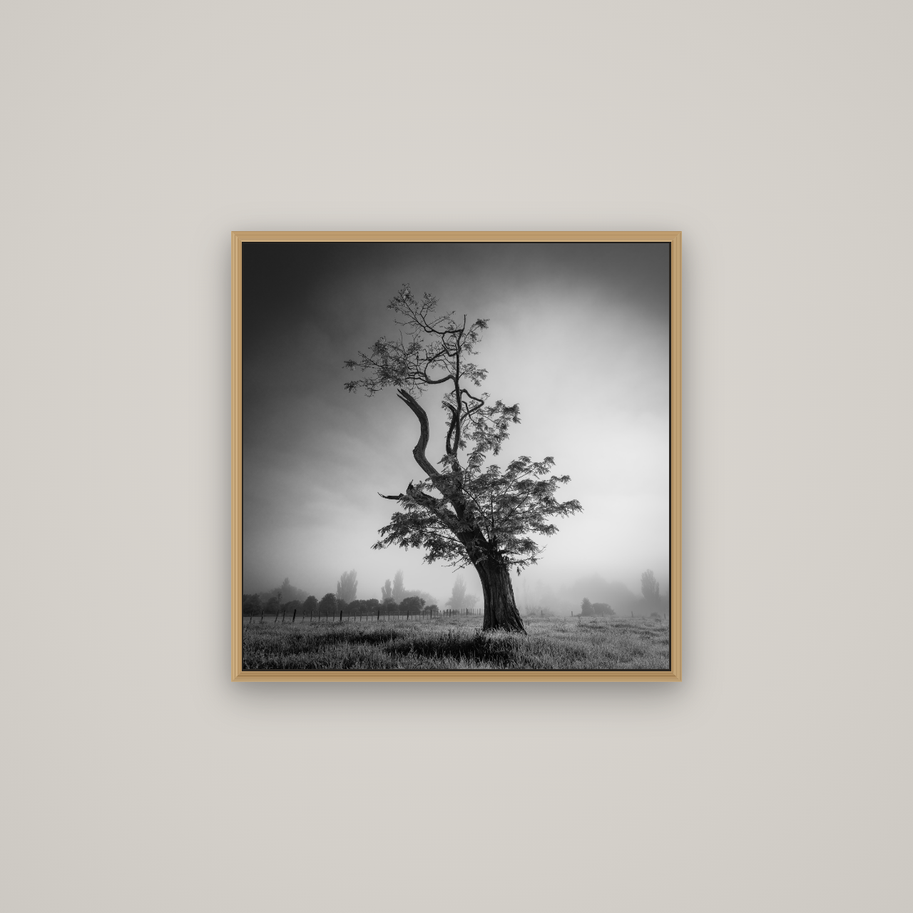 Misty Sentinel, Waikato, Basel Natural Oak, 60×60 cm. New Zealand fine art wall art by Stephen Milner.