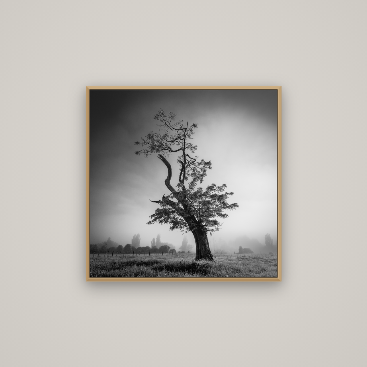 Misty Sentinel, Waikato, Basel Natural Oak, 70×70 cm. New Zealand fine art wall art by Stephen Milner.