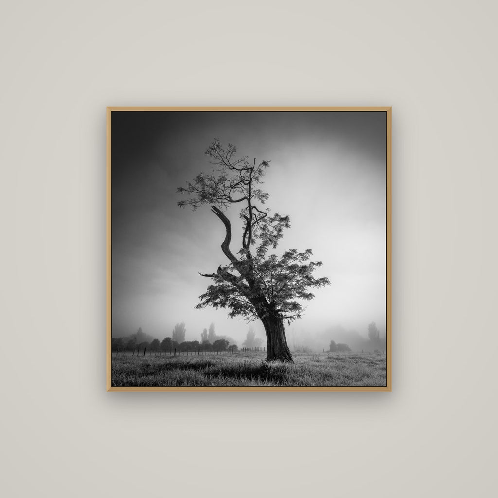 Misty Sentinel, Waikato, Basel Natural Oak, 80×80 cm. New Zealand fine art photograph under matte acrylic glass.