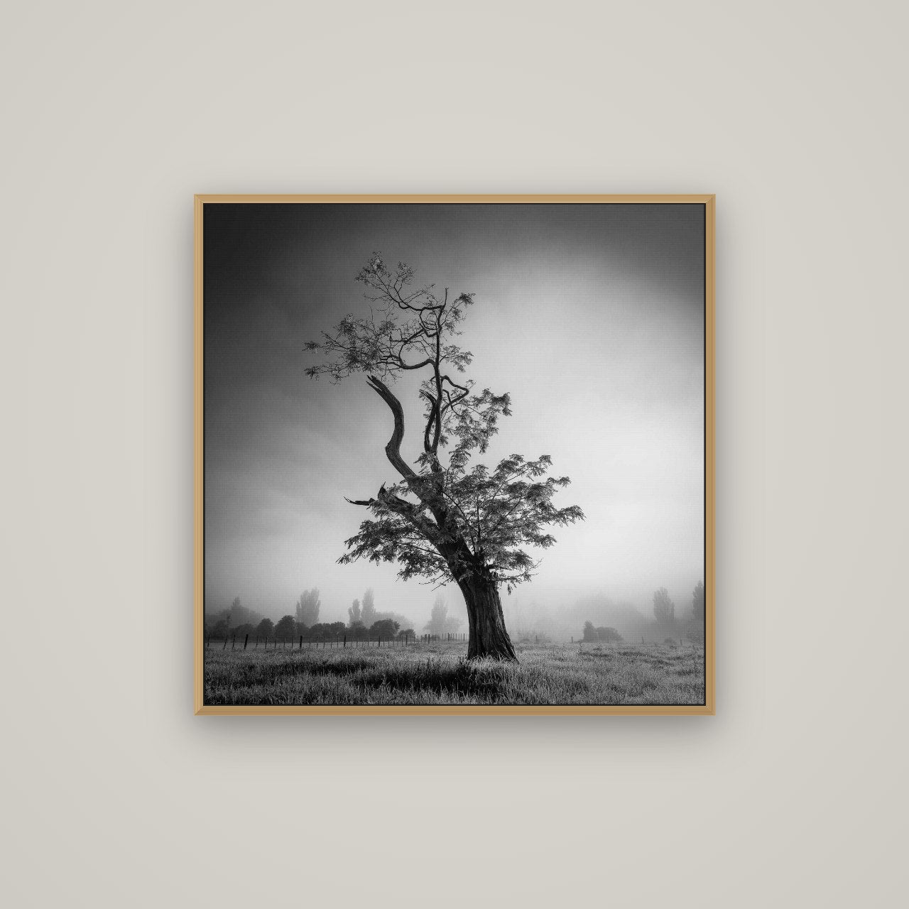 Misty Sentinel, Waikato, Basel Natural Oak, 80×80 cm. New Zealand fine art wall art by Stephen Milner.