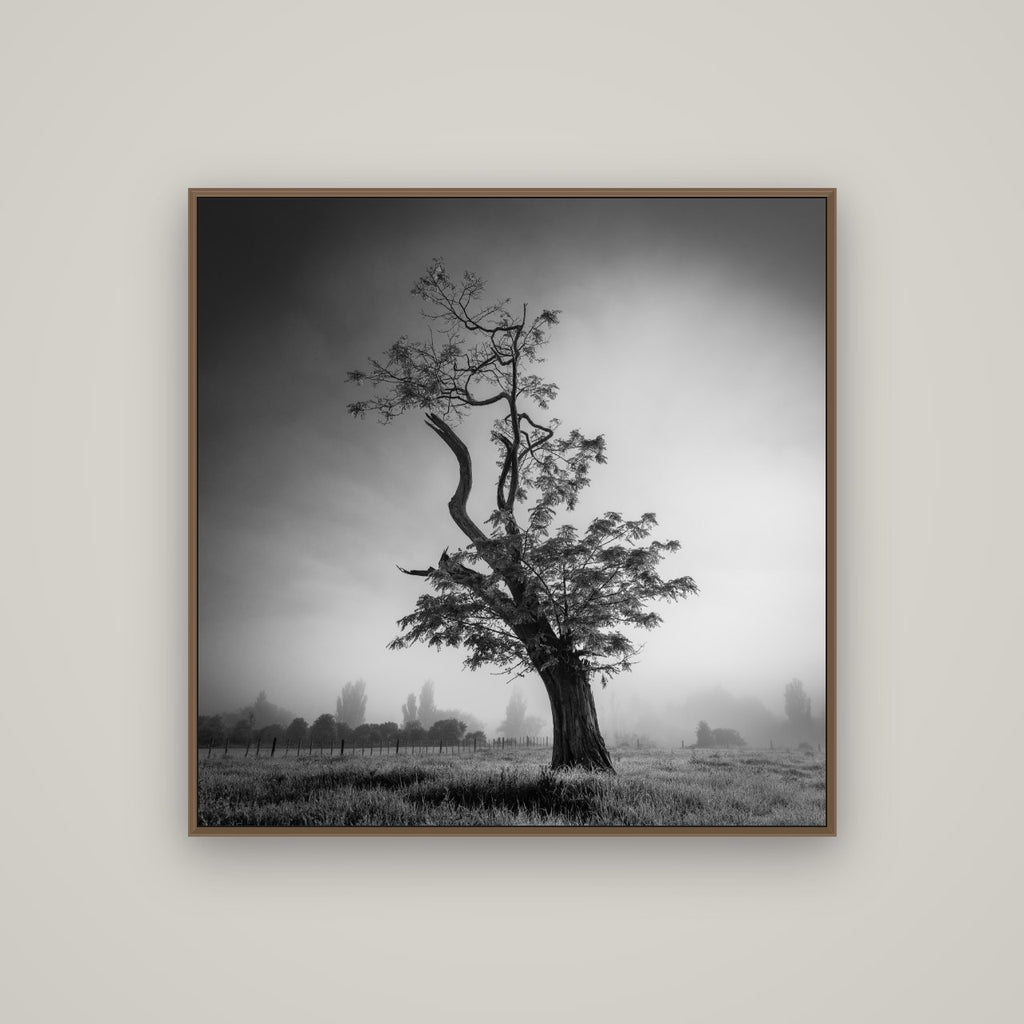 Misty Sentinel, Waikato, Basel Walnut, 100×100 cm. New Zealand fine art photograph under matte acrylic glass.