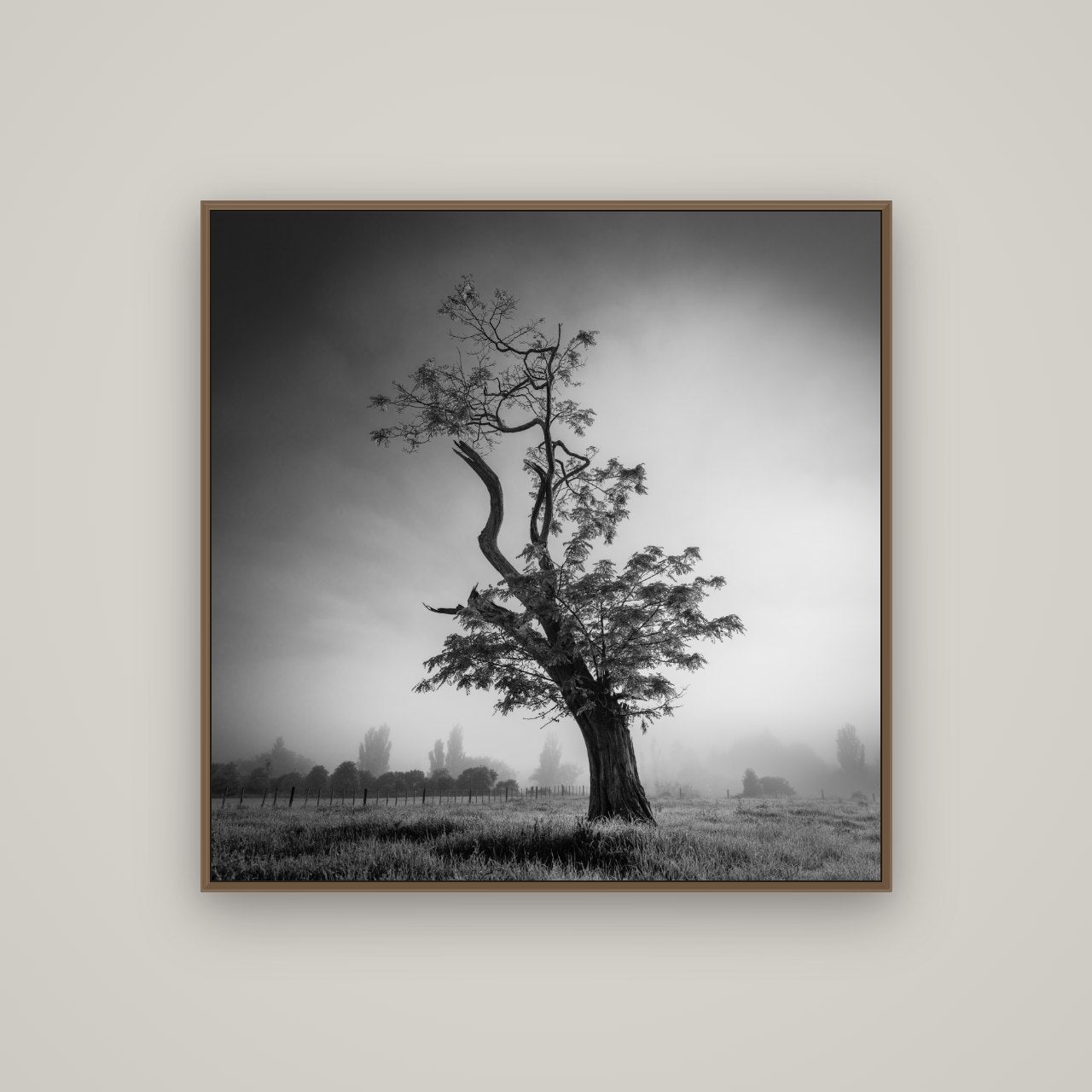 Misty Sentinel, Waikato, Basel Walnut, 100×100 cm. New Zealand fine art photograph under matte acrylic glass.