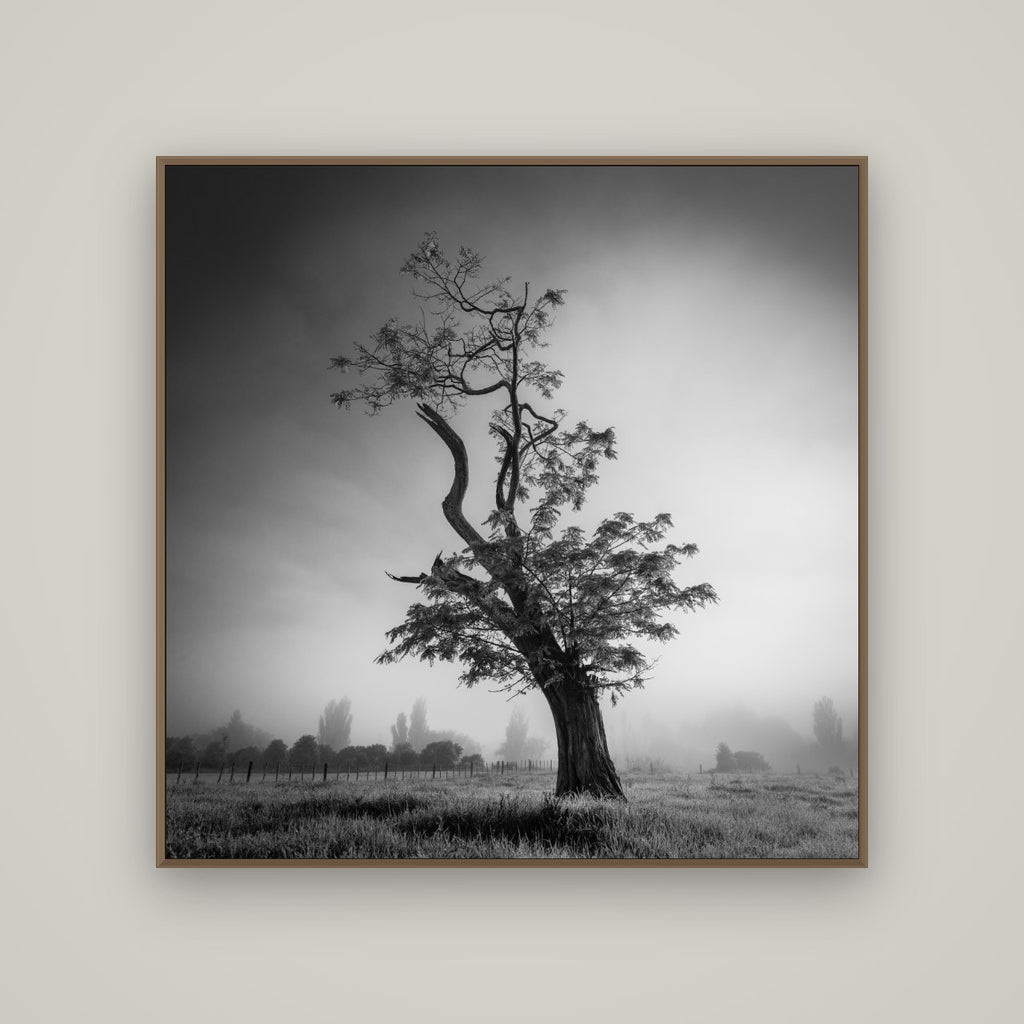 Misty Sentinel, Waikato, Basel Walnut, 120×120 cm. New Zealand fine art photograph under matte acrylic glass.