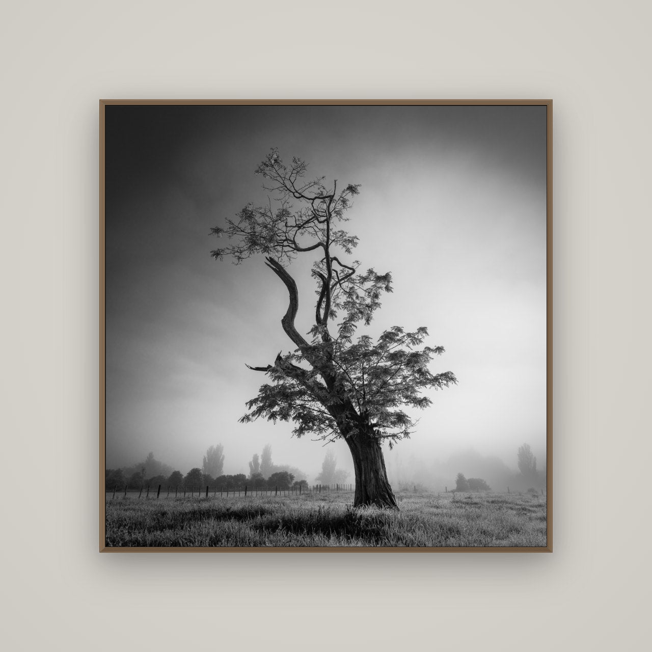 Misty Sentinel, Waikato, Basel Walnut, 120×120 cm. New Zealand fine art photograph under matte acrylic glass.