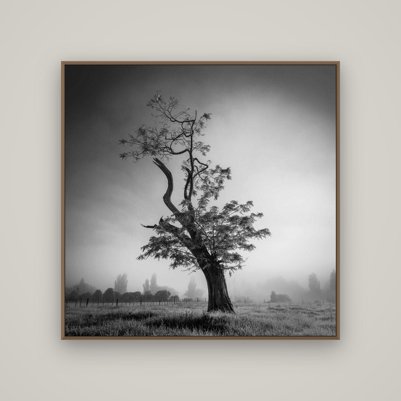 Misty Sentinel, Waikato, Basel Walnut, 120×120 cm. New Zealand fine art wall art by Stephen Milner.